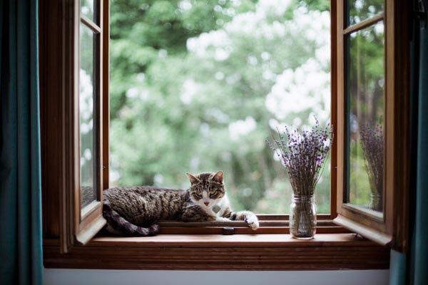 A cat lying down by a window with a bouquet of lavender